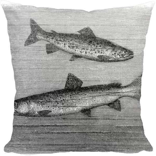 Brown trout and huchen or Danube salmon