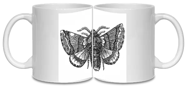Moth (Cnethocampa processionea)