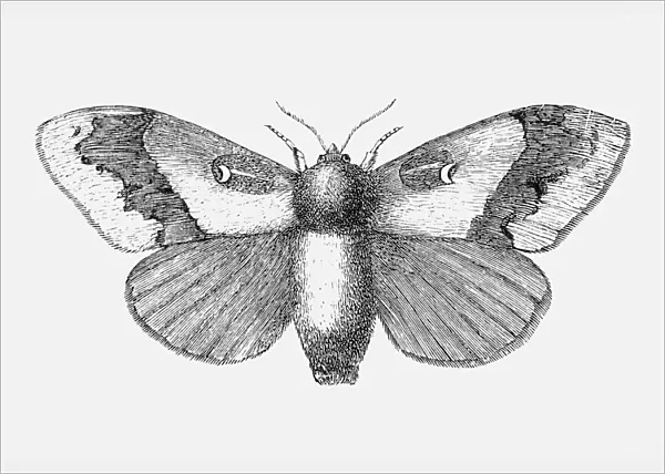 Pine moth (Gastropacha pini)
