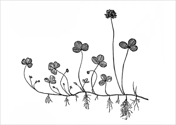 Trifolium repens (white clover)