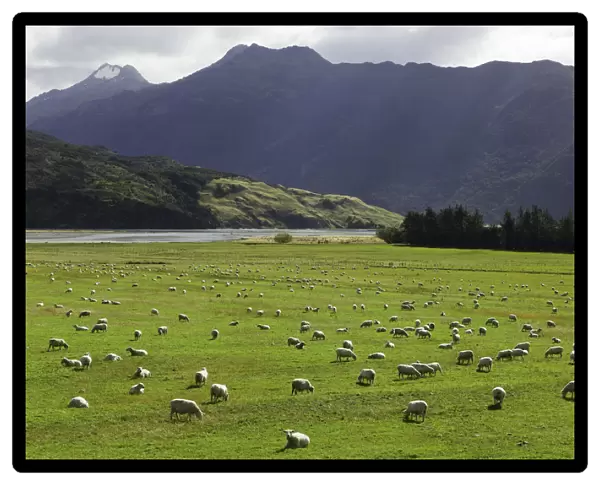 pasture with sheep grazing, New Zealand