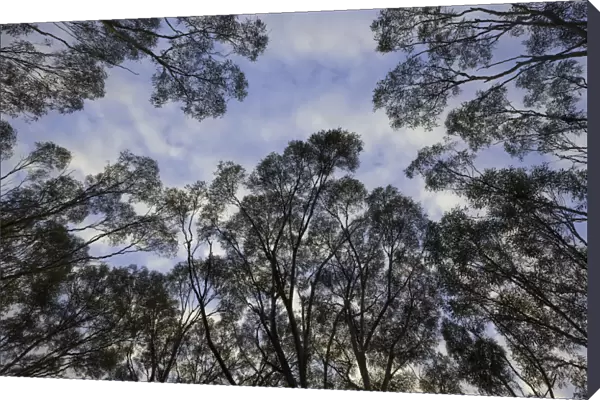 Eucalyptus trees against morning clouds, Australia