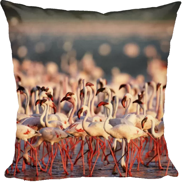 Lesser flamingos walking and feeding on algae at edge of alkaline lake