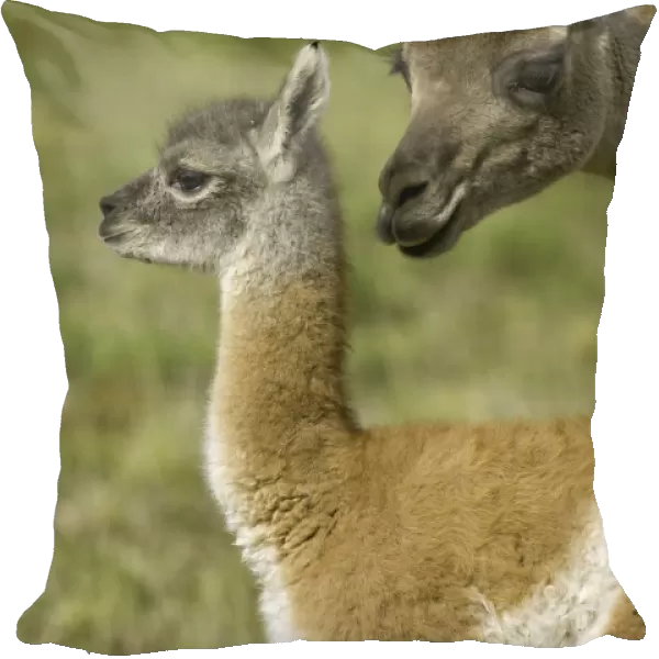 Guanaco female sniffing her calf