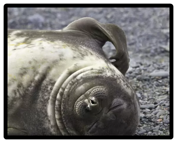 Southern elephant seal weaner pup resting on beach