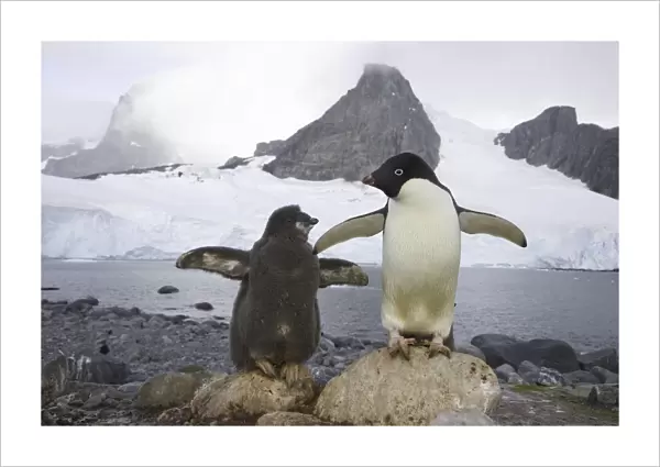 Adelie penguins, Cape Evensen; Antarctic Pen