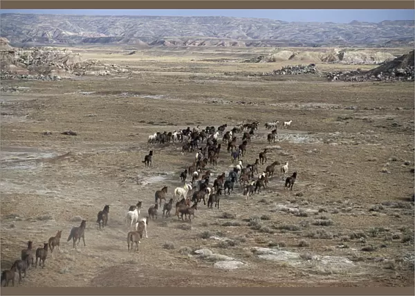 15-mile range, Wyoming, high angle, (equus caballus) USA