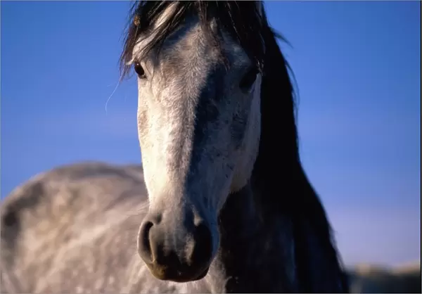 Mustang (Equus caballus) stallion