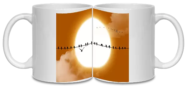 Big sun birds silhouette