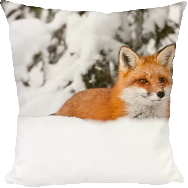 Red Fox In Snow