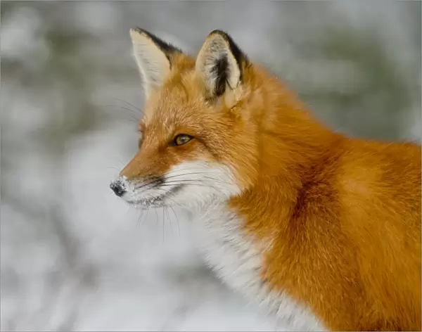 Red Fox. A portrait of a Red Fox