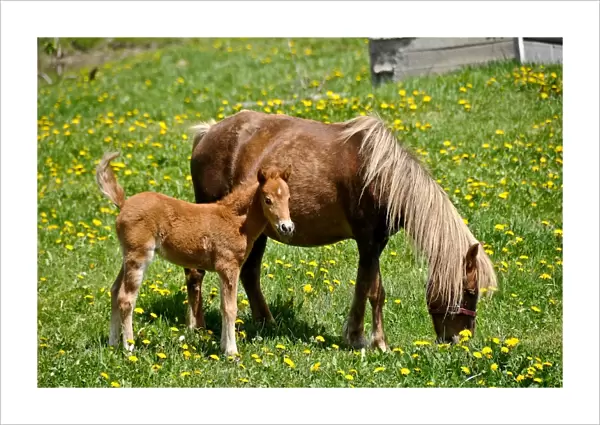 A very young horse is standing beside its mother