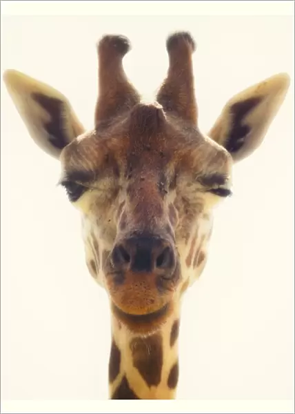 Winking Giraffe head close up. Giraffa camelopardalis