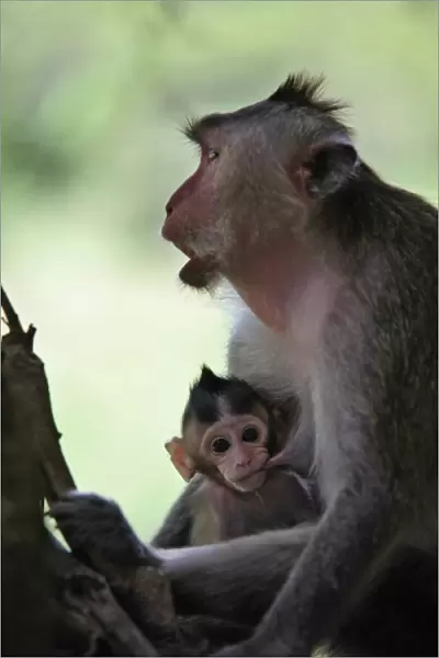 Monkeys cub