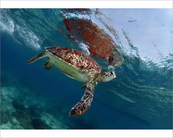 Breath. Sea turtle rest near the surface. And take a breath time to time