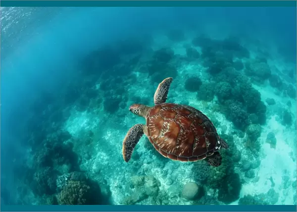Freedom. Sea turtle swim over coral reef. Philippines