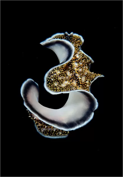 Three. Flat worm underwater in close up against black background