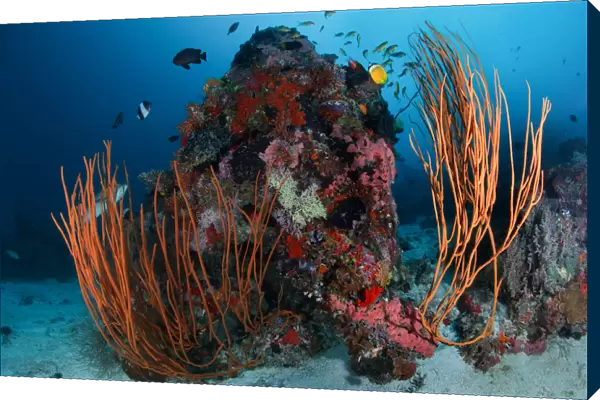 Reefscape. Small coral reef at sandy bottom. 30m depth.South Ari Atoll