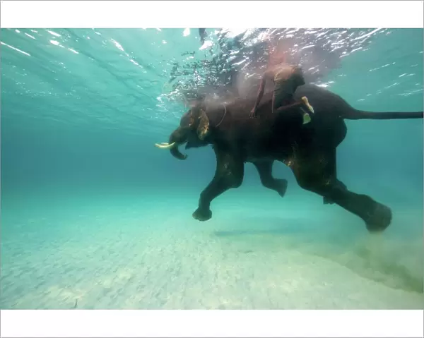 Swimming Elephant