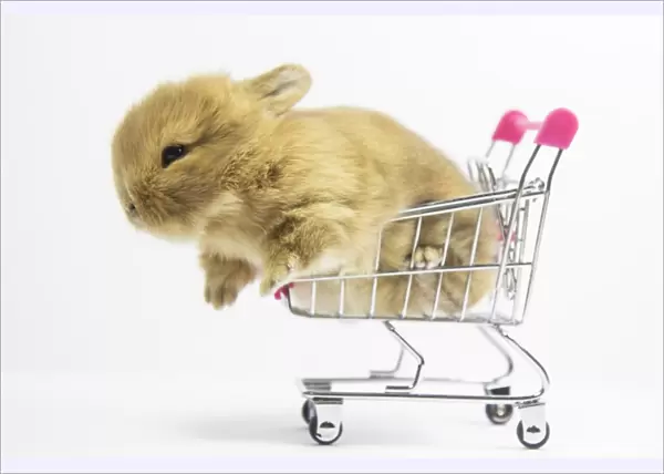 Baby Rabbit in Shopping Cart