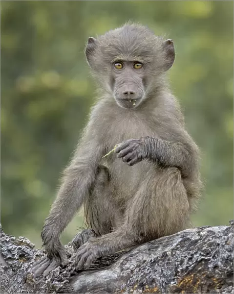 baboon on tree branch