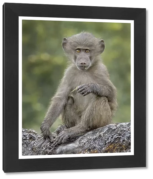 baboon on tree branch