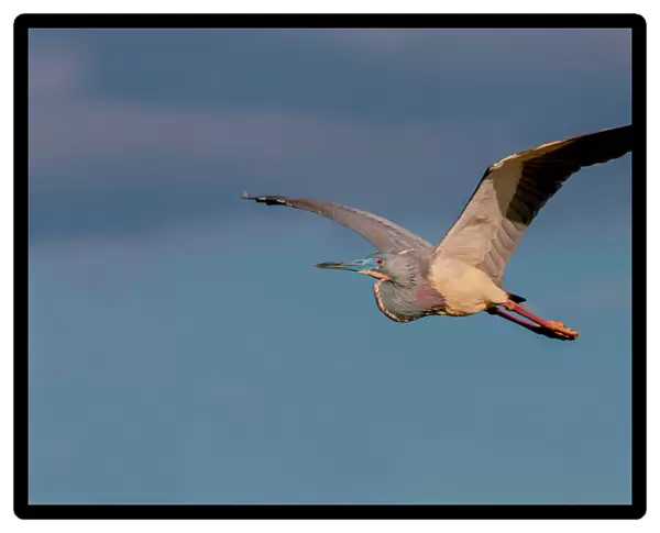 Tricolor heron in flight