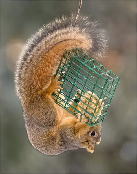 squirrel eating at feeder