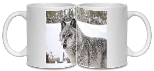 Grey Wolf, Yellowstone