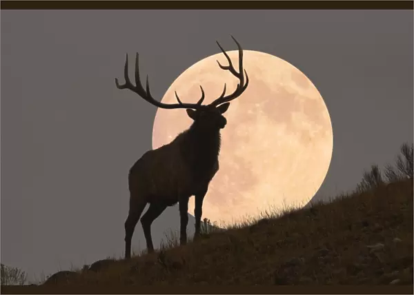 Majestic Bull Elk and Full Moon Rise (composite)