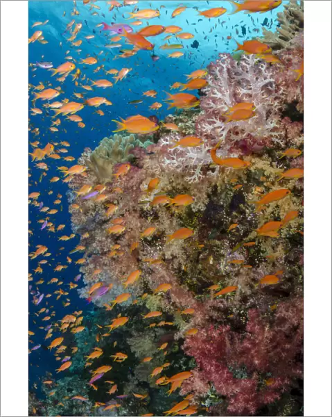 Reef with coral and Anthias (Pseudanthias squamipinnis), Fiji