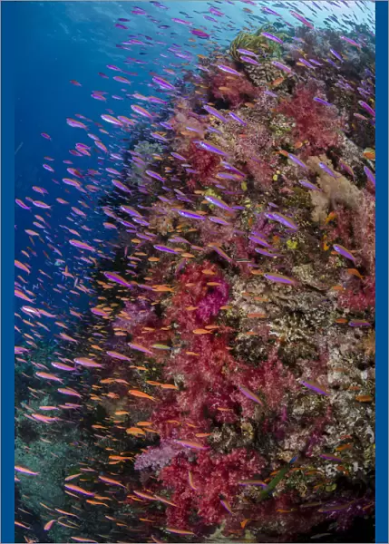 Anthias (Pseudanthias squamipinnis) swimming close to coral reef, Fiji