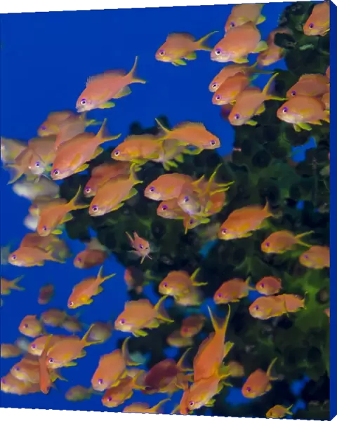 School of scalefin anthia fish (Pseudanthias squamipinnis), Fiji