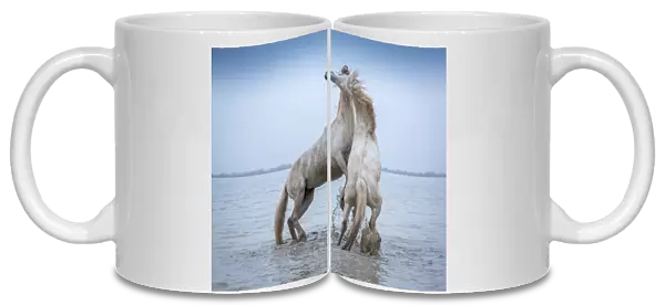 Camargue Horses - Two white Camargue Stallions play flighting in water, Camargue region, France