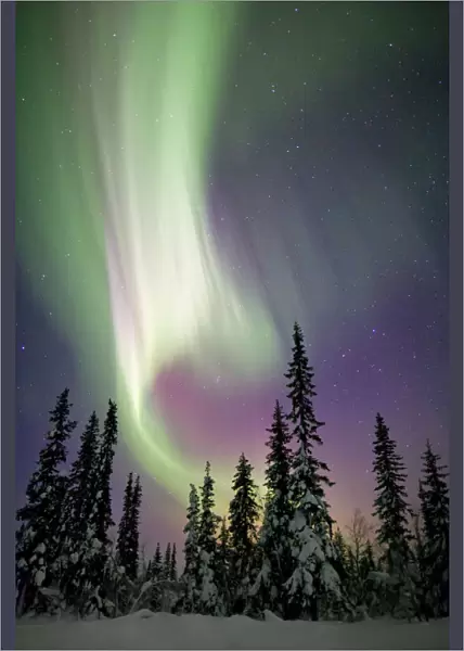Aurora borealis and snow covered trees