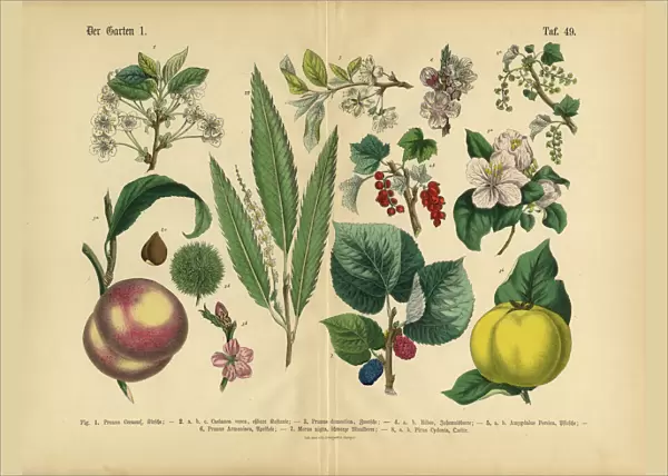 Fruit, Vegetables and Berries of the Garden, Victorian Botanical Illustration
