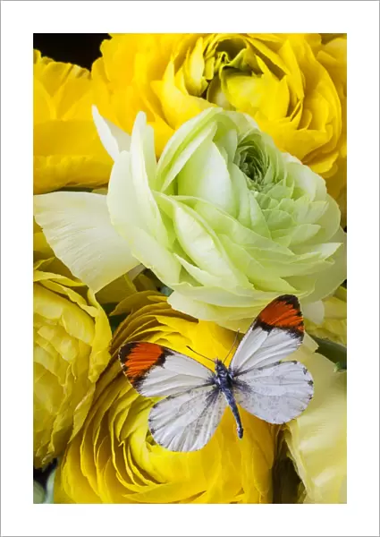 Ranunculus and butterfly