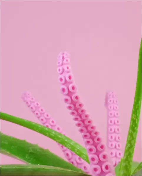 Aloe plant with pink octopus tentacles