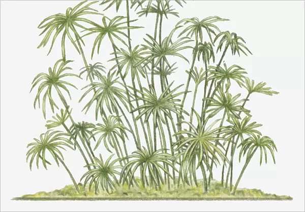 botany, cluster, cut out, cyperus papyrus, day, flora, green, herb, leaf, long, no people