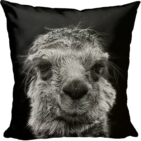 Llama. A black and white portrait of lama on black background in square format