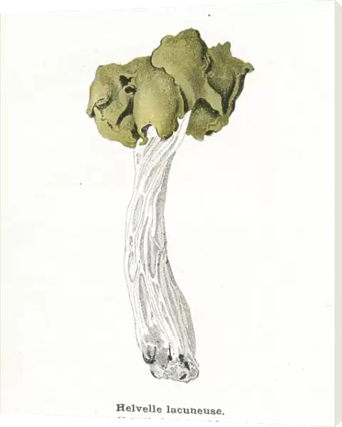 Grey saddle mushroom engraving 1895