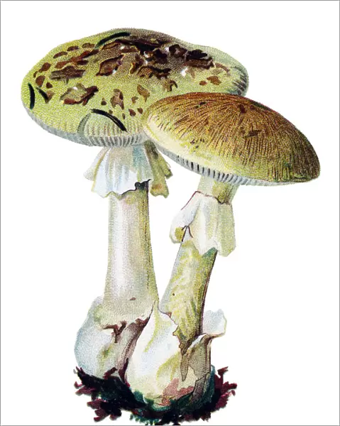 mushroom death cap