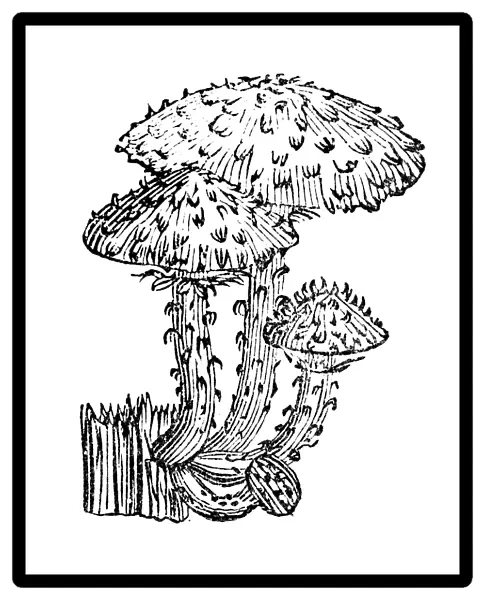 Antique illustration of shaggy scalycap or shaggy Pholiota (Pholiota squarrosa)
