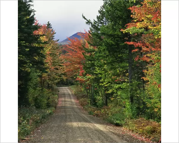 Autumn, By Road, Day, Nature, Nobody, Peacefulness, Quiet, Season, Seasonal, Transportation