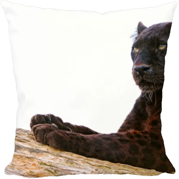Black leopard