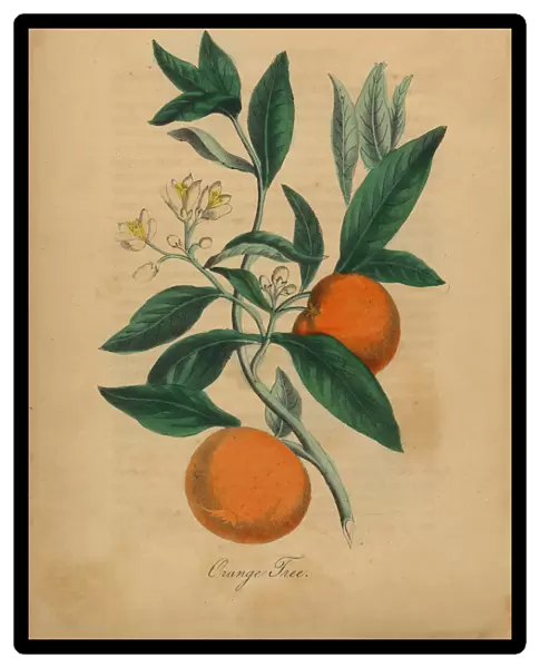 Orange Tree Victorian Botanical Illustration