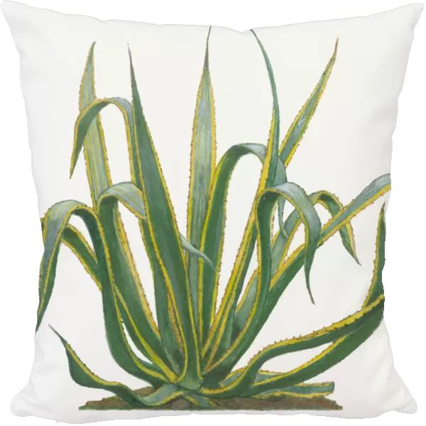 agave americana, botany, century plant, cut out, day, flora, green, herb, leaf, no people