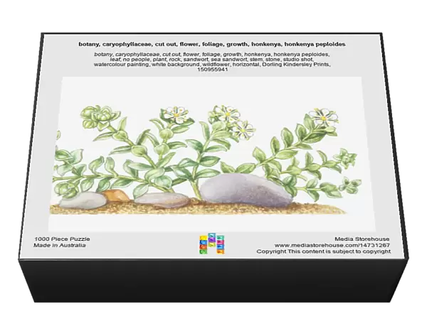 botany, caryophyllaceae, cut out, flower, foliage, growth, honkenya, honkenya peploides
