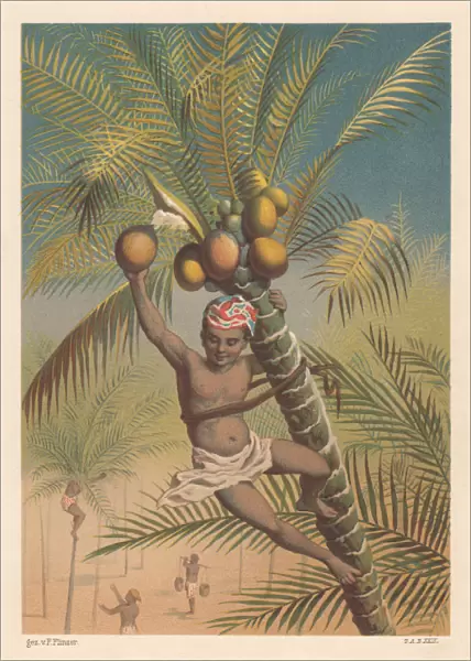 Coconut picker, litthograph, published in 1883
