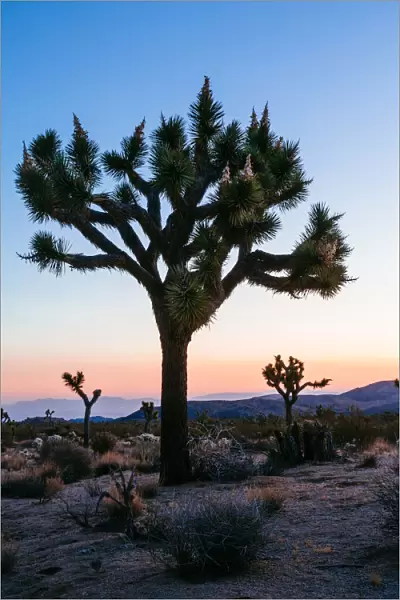 Joshua trees at sunrise, California, USA